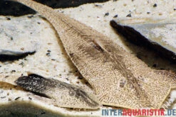 Marmor-Flunderharnischwels, Pseudohemiodon Apithanos Sp. Colombia -Container Haustiere Geschäft Marmor Flunderharnischwels Pseudohemiodon apithanos sp Colombia neu 1