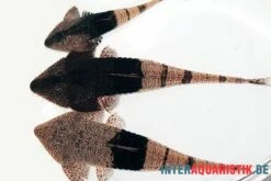 Marmor-Flunderharnischwels, Pseudohemiodon Apithanos Sp. Colombia -Container Haustiere Geschäft Marmor Flunderharnischwels Pseudohemiodon apithanos sp Colombia neu 2