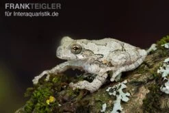 Marmorierter Laubfrosch, Hyla Marmorata -Container Haustiere Geschäft Marmorierter Laubfrosch Hyla marmorata 3