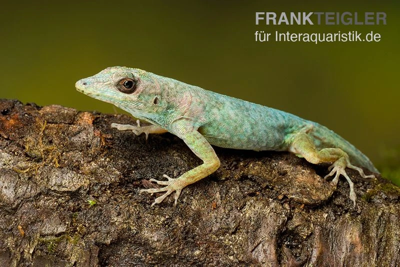 Martinique-Anolis, Anolis roquet roquet Martinique-Anolis, Anolis Roquet Roquet -Container Haustiere Geschäft Martinique Anolis Anolis roquet 1