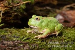 Matcha Pacman-Frog, Ceratophrys Cranwelli "Matcha" -Container Haustiere Geschäft Matcha Pacman Frog Ceratophrys cranwelli Matcha 2