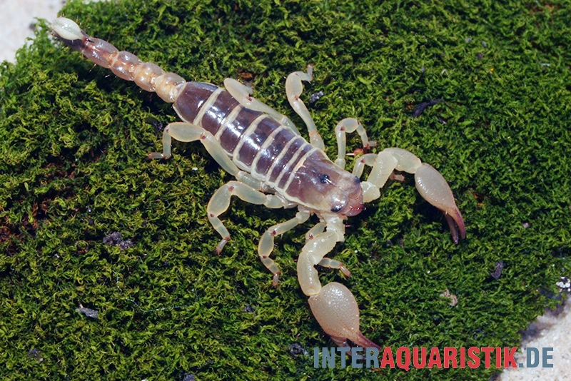 Maurischer Skorpion, Scorpio maurus Maurischer Skorpion, Scorpio Maurus -Container Haustiere Geschäft Maurischer Skorpion Scorpio maurus 2