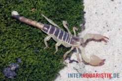 Maurischer Skorpion, Scorpio Maurus 4 Maurischer Skorpion, Scorpio Maurus -Container Haustiere Geschäft Maurischer Skorpion Scorpio maurus 3
