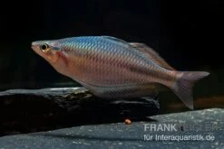 Goldie-Fluss-Regenbogenfisch, Melanotaenia Goldiei, 5 Tiere -Container Haustiere Geschäft Melanotaenia goldiei 22
