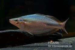 Goldie-Fluss-Regenbogenfisch, Melanotaenia Goldiei, 5 Tiere -Container Haustiere Geschäft Melanotaenia goldiei 23