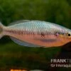 Sikuensis-Regenbogenfisch, Melanotaenia Sikuensis, 5 Tiere -Container Haustiere Geschäft Melanotaenia sp Isim Melanotaenia sikuensis