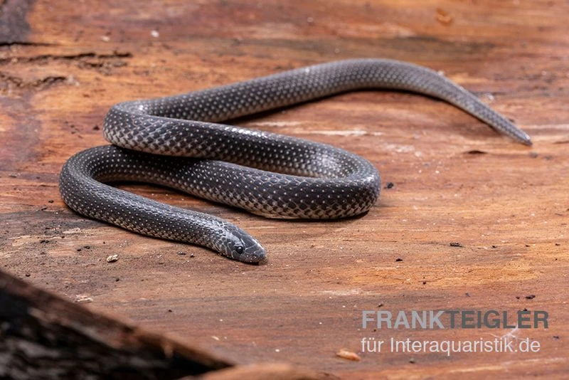 Meleagris-Schlange, Prosymna meleagris Meleagris-Schlange, Prosymna Meleagris -Container Haustiere Geschäft Meleagris Schlange Prosymna meleagris 01