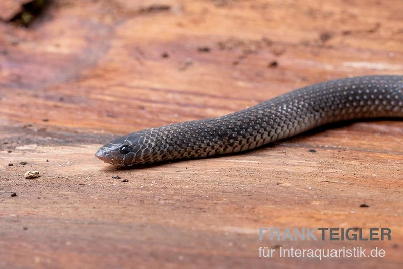 Meleagris-Schlange, Prosymna meleagris Meleagris-Schlange, Prosymna Meleagris -Container Haustiere Geschäft Meleagris Schlange Prosymna meleagris 02