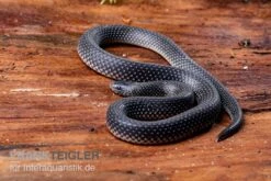 Meleagris-Schlange, Prosymna Meleagris 4 Meleagris-Schlange, Prosymna Meleagris -Container Haustiere Geschäft Meleagris Schlange Prosymna meleagris 03