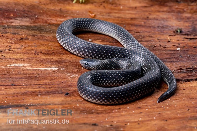 Meleagris-Schlange, Prosymna meleagris Meleagris-Schlange, Prosymna Meleagris -Container Haustiere Geschäft Meleagris Schlange Prosymna meleagris 03