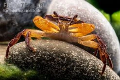 Container Haustiere Geschäft 37 Melonenkrabbe, Thaksinthelphusa Yongchindaratae