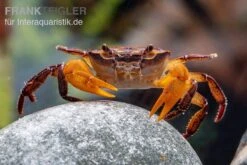 Container Haustiere Geschäft -Container Haustiere Geschäft Melonenkrabbe Thaksinthelphusa yongchindaratae 2