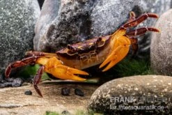 Melonenkrabbe, Thaksinthelphusa Yongchindaratae -Container Haustiere Geschäft Melonenkrabbe Thaksinthelphusa yongchindaratae 3