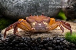 Melonenkrabbe, Thaksinthelphusa Yongchindaratae -Container Haustiere Geschäft Melonenkrabbe Thaksinthelphusa yongchindaratae 6