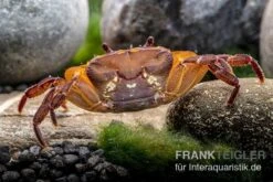 Melonenkrabbe, Thaksinthelphusa Yongchindaratae -Container Haustiere Geschäft Melonenkrabbe Thaksinthelphusa yongchindaratae 7