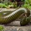 Green-Striped-Millipede, Spirostreptus Spec. 1 Green-Striped-Millipede, Spirostreptus Spec. -Container Haustiere Geschäft Millipede green striped