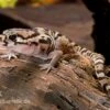 Mittelamerikanischer Krallengecko, Coleonyx Mitratus 1 Mittelamerikanischer Krallengecko, Coleonyx Mitratus -Container Haustiere Geschäft Mittelamerikanischer Krallengecko Coleonyx mitratus 1