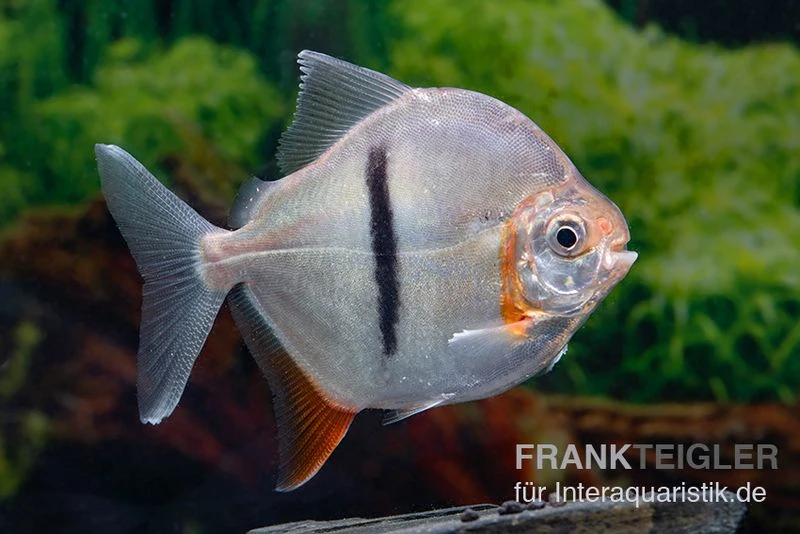 Schwarzband-Mühlsteinsalmler, Myleus schomburgkii (Variante 2) SCHMALER STREIFEN Schwarzband-Mühlsteinsalmler, Myleus Schomburgkii (Variante 2) SCHMALER STREIFEN -Container Haustiere Geschäft Myleus schomburgkii Variante 2