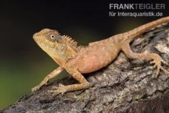 Nackenstachler, Acanthosaura Capra -Container Haustiere Geschäft Nackenstachler Acanthosaura capra 3