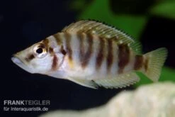 Nanderbuntbarsch, Altolamprologus Compressiceps, DNZ -Container Haustiere Geschäft Nanderbuntbarsch Altolamprologus compressiceps 2