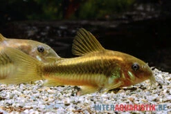 "Neon Gold Stripe"-Panzerwels, Corydoras Sp. "Neon Gold Stripe" (CW10) -Container Haustiere Geschäft Neon Gold Stripe Panzerwels Corydoras sp Neon Gold Stripe CW10 1