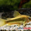 "Neon Gold Stripe"-Panzerwels, Corydoras Sp. "Neon Gold Stripe" (CW10) -Container Haustiere Geschäft Neon Gold Stripe Panzerwels Corydoras sp Neon Gold Stripe CW10 2