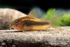"Neon Gold Stripe"-Panzerwels, Corydoras Sp. "Neon Gold Stripe" (CW10) -Container Haustiere Geschäft Neon Gold Stripe Panzerwels Corydoras sp Neon Gold Stripe CW10 neu 2