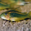 "Neon Red Stripe"-Panzerwels, Corydoras Sp. "Neon Red Stripe" (CW23)