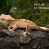 Neukaledonischer Kronengecko, Rhacodactylus Ciliatus -Container Haustiere Geschäft Neukaledonischer Kronengecko Rhacodactylus ciliatus 1