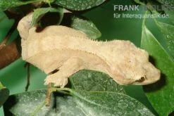 Neukaledonischer Kronengecko, Rhacodactylus Ciliatus -Container Haustiere Geschäft Neukaledonischer Kronengecko Rhacodactylus ciliatus 2