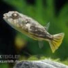 Nilkugelfisch, Tetraodon Fahaka (lineatus) -Container Haustiere Geschäft Nilkugelfisch Tetraodon fahaka lineatus