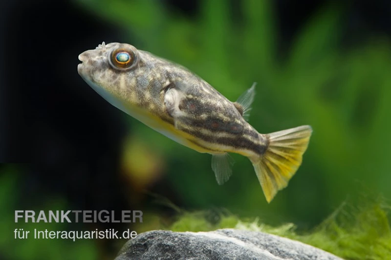 Nilkugelfisch, Tetraodon fahaka (lineatus) Nilkugelfisch, Tetraodon Fahaka (lineatus) -Container Haustiere Geschäft Nilkugelfisch Tetraodon fahaka lineatus