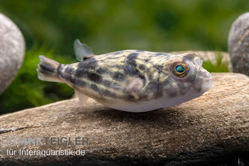 Nilkugelfisch, Tetraodon fahaka (lineatus) Nilkugelfisch, Tetraodon Fahaka (lineatus) -Container Haustiere Geschäft Nilkugelfisch Tetraodon fahaka lineatus 1