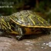 Nördliche Rotbauch-Schildkröte, Pseudemys Rubriventris 2 Nördliche Rotbauch-Schildkröte, Pseudemys Rubriventris -Container Haustiere Geschäft Noerdliche Rotbauch Schildkroete Pseudemys rubriventris 1