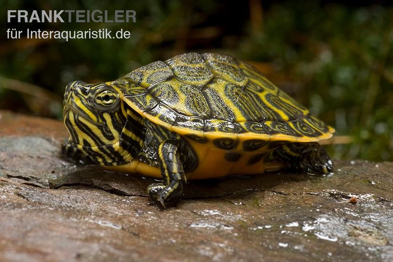 Nördliche Rotbauch-Schildkröte, Pseudemys rubriventris Nördliche Rotbauch-Schildkröte, Pseudemys Rubriventris -Container Haustiere Geschäft Noerdliche Rotbauch Schildkroete Pseudemys rubriventris 1