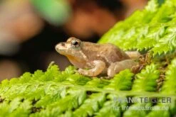 Nördlicher Kricketfrosch, Acris Crepitans -Container Haustiere Geschäft Noerdlicher Kricketfrosch Acris crepitans 2