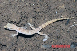 Nördlicher Sandgecko, Tropiocolotes Tripolitanus -Container Haustiere Geschäft Noerdlicher Sandgecko Tropiocolotes tripolitanus 1