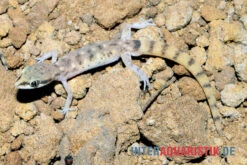 Nördlicher Sandgecko, Tropiocolotes Tripolitanus -Container Haustiere Geschäft Noerdlicher Sandgecko Tropiocolotes tripolitanus 3