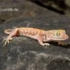 Nordafrikanischer Dünnfingergecko, Stenodactylus Petrii -Container Haustiere Geschäft Nordafrikanischer Duennfingergecko Stenodactylus petrii 1