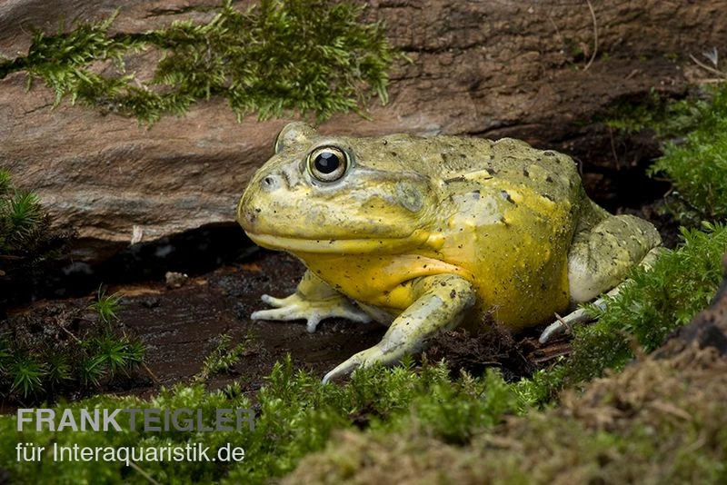 Afrikanischer Ochsenfrosch, Pyxicephalus adspersus Afrikanischer Ochsenfrosch, Pyxicephalus Adspersus -Container Haustiere Geschäft Ochsenfrosch Pyxicephalus adspersus 2
