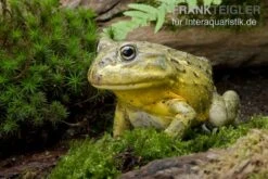 Afrikanischer Ochsenfrosch, Pyxicephalus Adspersus 4 Afrikanischer Ochsenfrosch, Pyxicephalus Adspersus -Container Haustiere Geschäft Ochsenfrosch Pyxicephalus adspersus 3