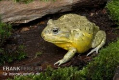 Afrikanischer Ochsenfrosch, Pyxicephalus Adspersus 5 Afrikanischer Ochsenfrosch, Pyxicephalus Adspersus -Container Haustiere Geschäft Ochsenfrosch Pyxicephalus adspersus 4