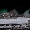 Orange Spot Pleco, LDA31, Panaqolus Albomaculatus -Container Haustiere Geschäft Orange Spot Pleco LDA31 Panaqolus albomaculatus neu