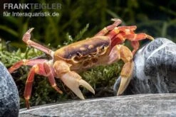 Orangenkrabbe, Sundathelphusa Sp. "orange" -Container Haustiere Geschäft Orangenkrabbe Sundathelphusa sp orange 1