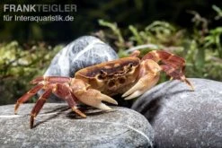 Orangenkrabbe, Sundathelphusa Sp. "orange" -Container Haustiere Geschäft Orangenkrabbe Sundathelphusa sp orange 2