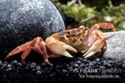 Orangenkrabbe, Sundathelphusa Sp. "orange" -Container Haustiere Geschäft Orangenkrabbe Sundathelphusa sp orange 3