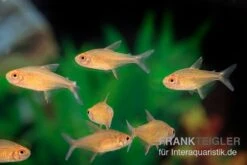 Orangensalmler, Hyphessobrycon Cf. Pulchripinnis BOLIVIA ORANGE, 5er Gruppe -Container Haustiere Geschäft Orangensalmler Hyphessobrycon cf pulchripinnis BOLIVIA ORANGE 2