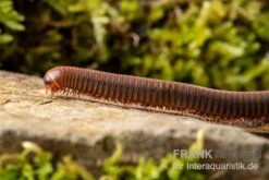 Orangener Piphun-Tausendfüßer, Spirobolus Sp. “Orange Piphun” -Container Haustiere Geschäft Oranger Piphun Tausendfuesser Spirobolus sp Orange Piphun 3