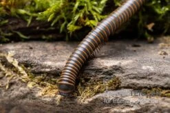 Oranger Tausendfüßer, Aulacobolus Sp. „Orange“