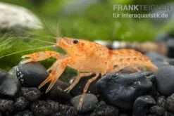 Oranger Zwergflußkrebs - Cambarellus CPO-Paar + Bepflanzte Kokosnusshöhle -Container Haustiere Geschäft Oranger Zwergflusskrebs Cambarellus patzcuarensis